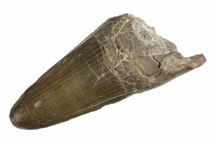 Jurassic Crocodile (Goniopholis?) Tooth - Colorado #152085